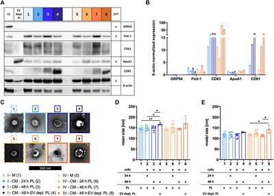 A novel approach for large-scale manufacturing of small extracellular vesicles from bone marrow-derived mesenchymal stromal cells using a hollow fiber bioreactor